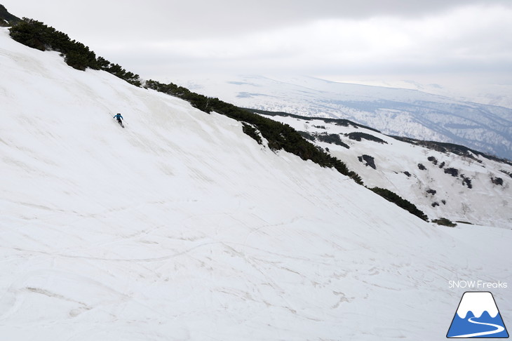 大雪山旭岳ロープウェイスキー場　カムイミンタラ『神々の遊ぶ庭』で春を楽しむ！